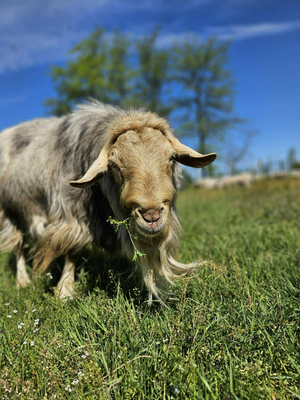 Szarvasmarha a zöld gyepen