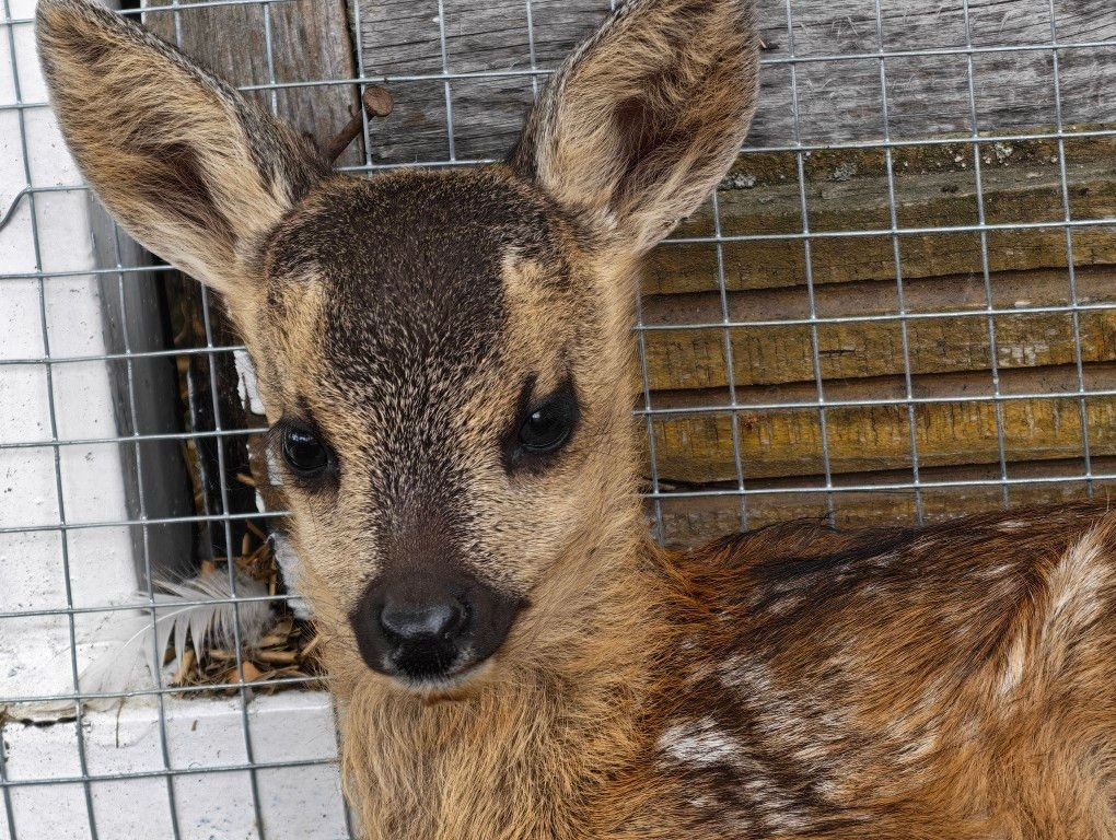 Kép a Kétforrás Élménybirtok történetéhez